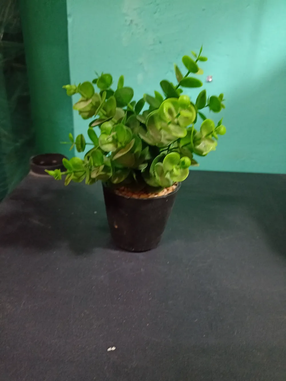 Maceta follaje verde